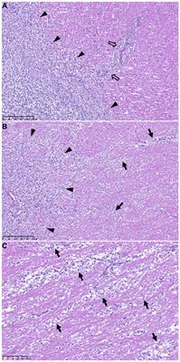 Chemotherapy for the treatment of intracranial glioma in dogs